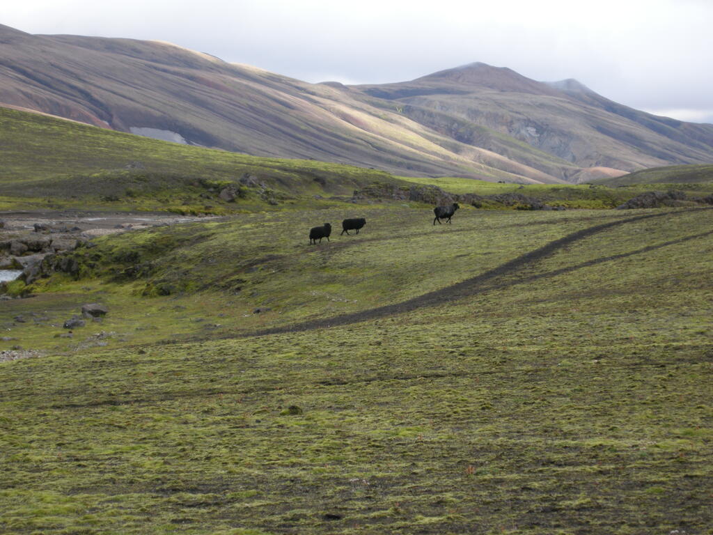 Schwarze Schafe am Markarflj&oacute;t