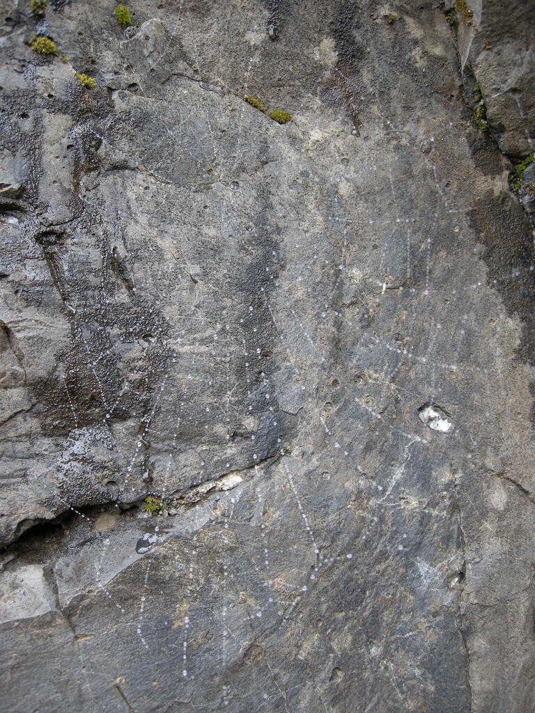 Nasses Spinnennetz in der Grube
