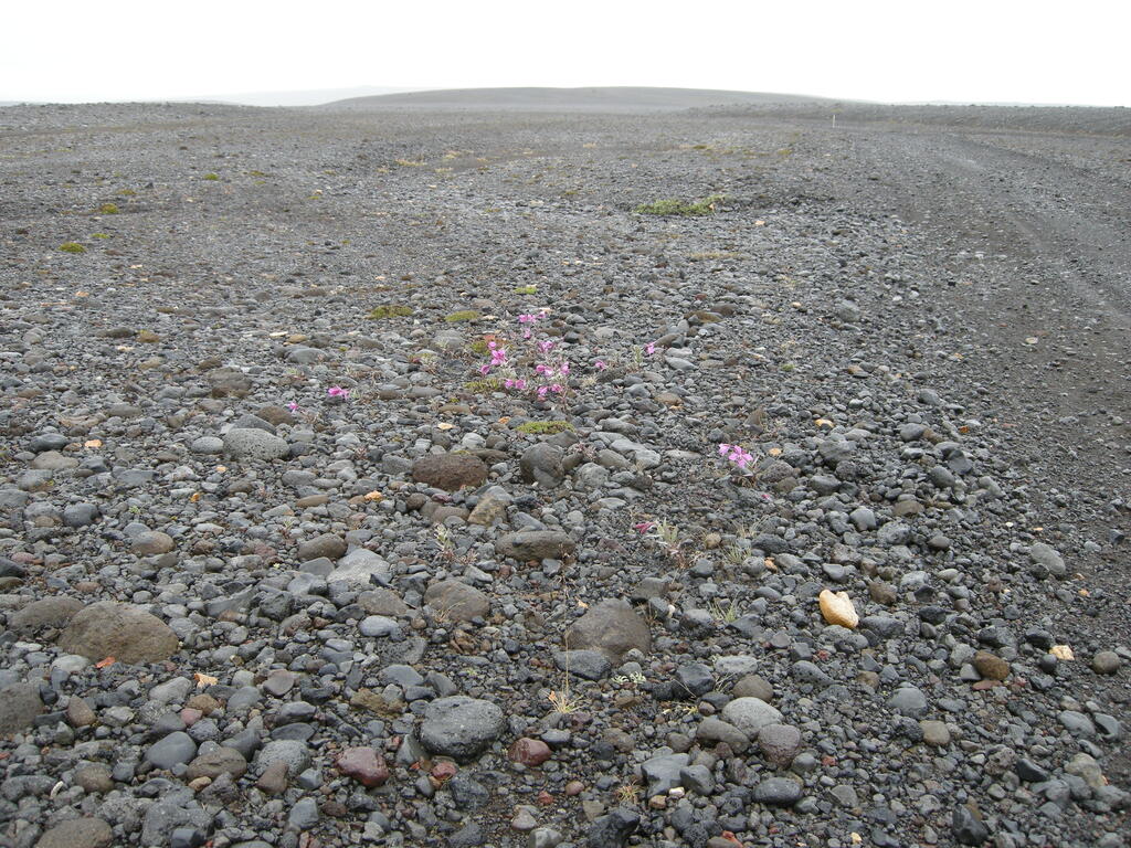 Blumen am Stra&szlig;enrand