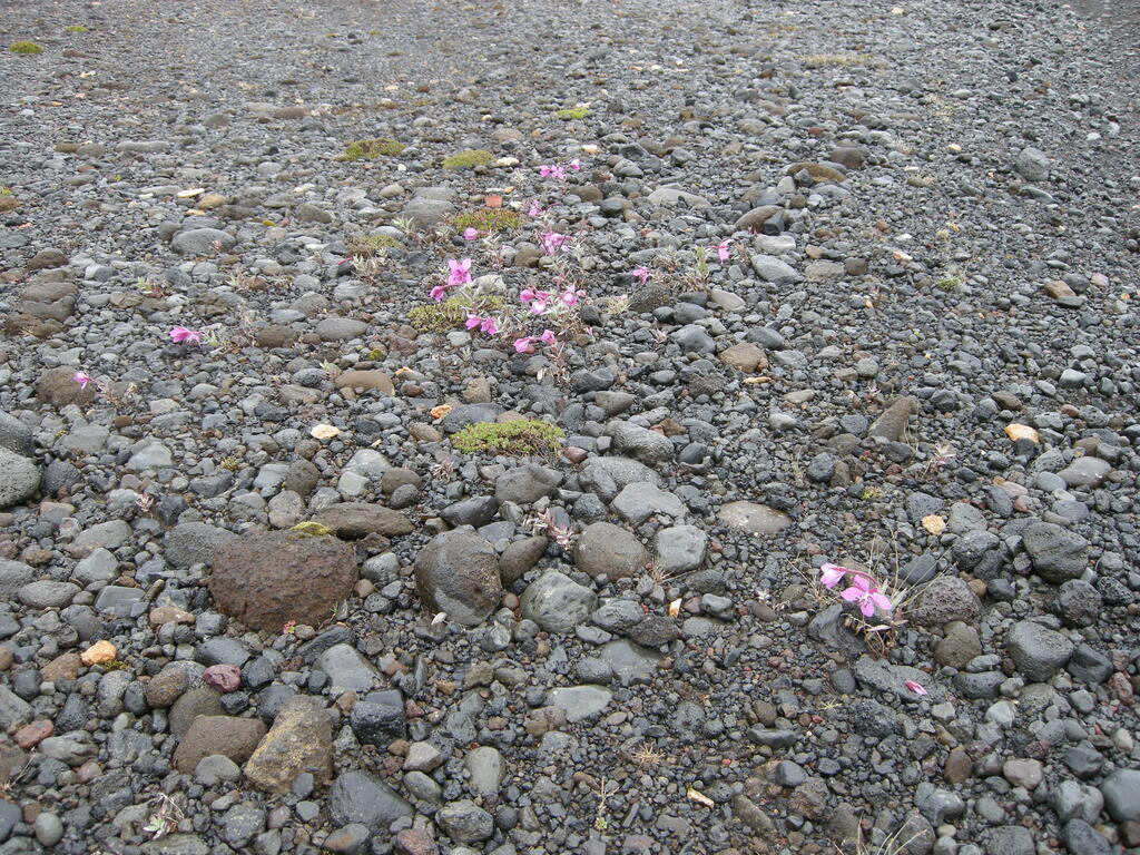 Blumen am Stra&szlig;enrand