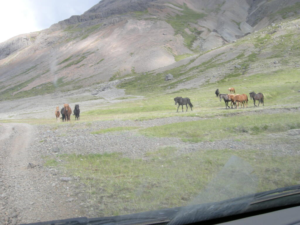Pferde auf der Nordseite des Passes