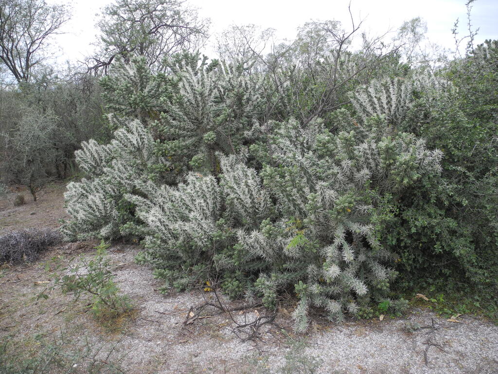Kaktus auf dem Grubengel&auml;nde