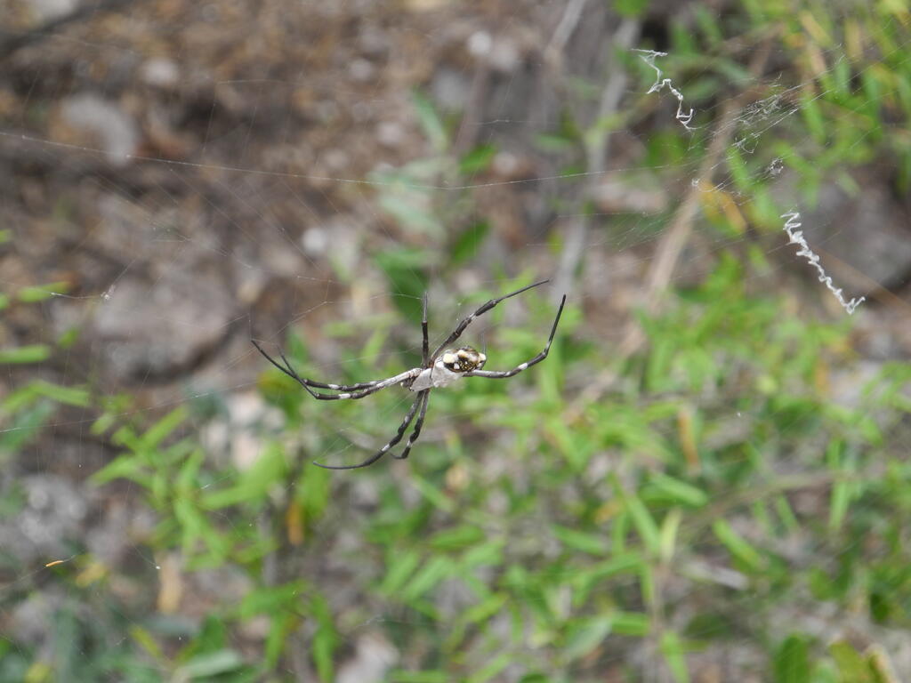 Gro&szlig;e Spinne im Netz bei Lafinur