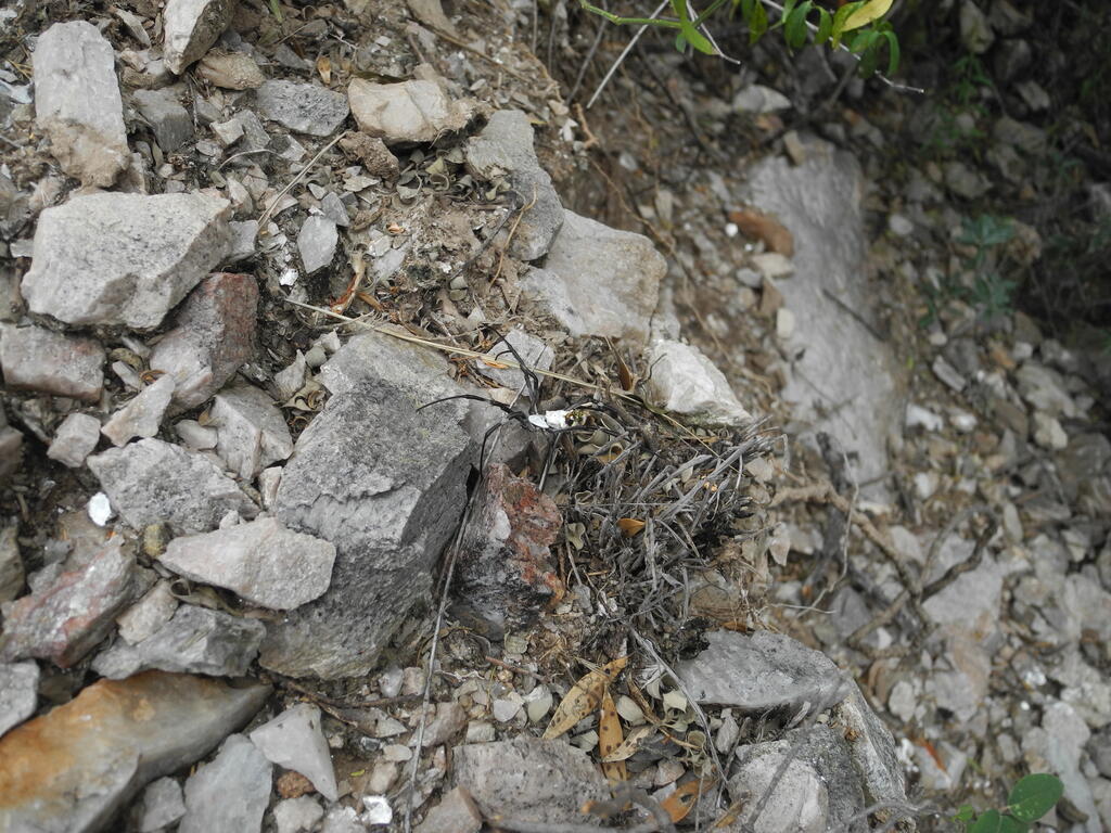 Gro&szlig;e Spinne am Boden