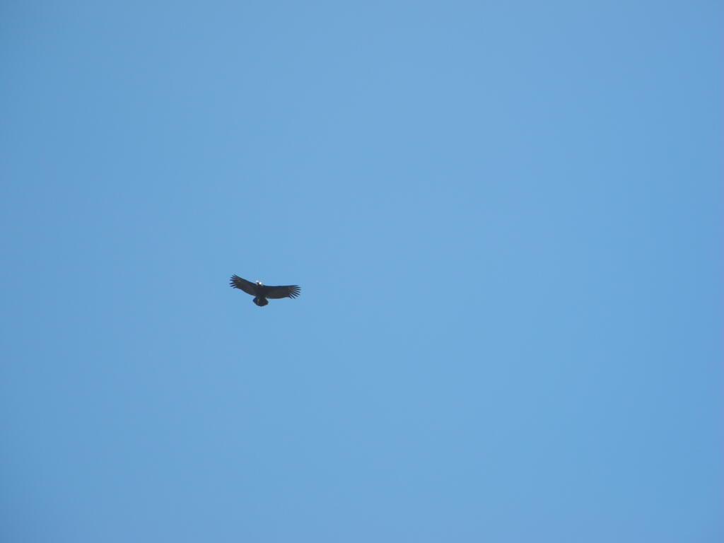 Ein Condor am Cerro Uritorco