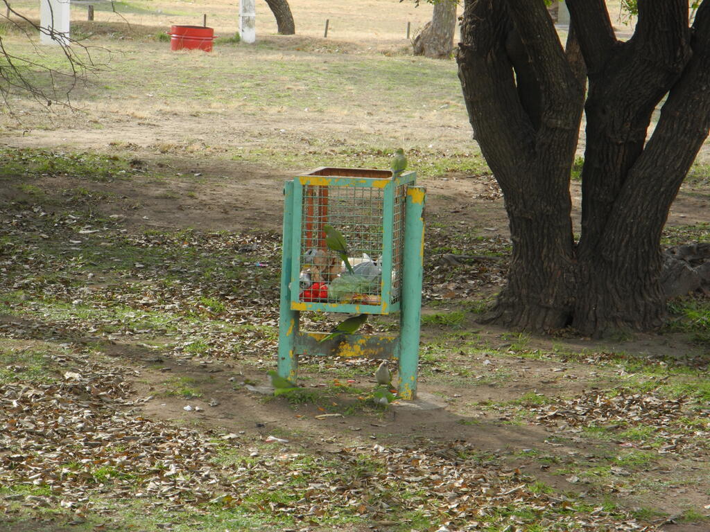 Loros pl&uuml;ndern den M&uuml;lleimer auf dem Camping Municipal in C&oacute;rdoba