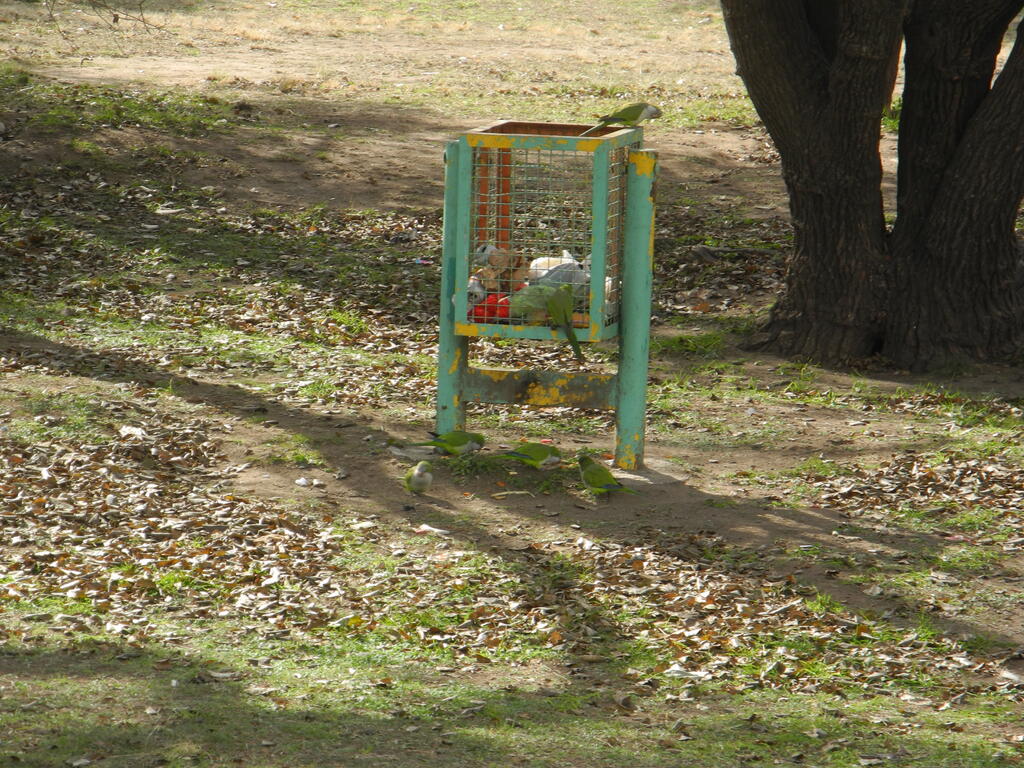 Loros pl&uuml;ndern den M&uuml;lleimer auf dem Camping Municipal in C&oacute;rdoba