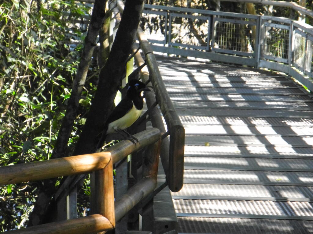 Ein Vogel auf dem Gel&auml;nder