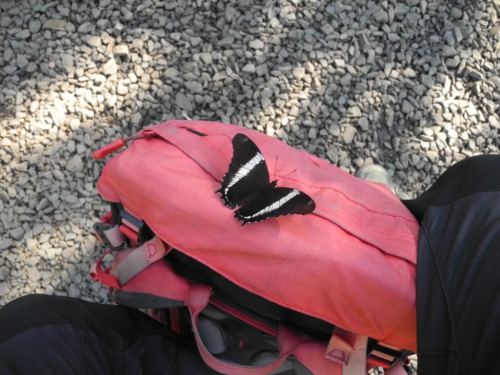 Ein gro&szlig;er Schmetterling auf meinem Rucksack