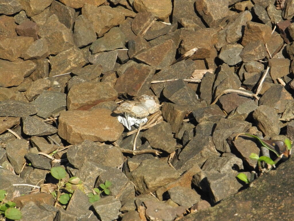 Ein gut getarnter Schmetterling im Bahnschotter