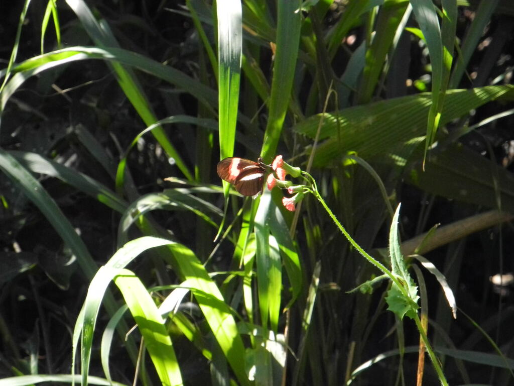 Ein Schmetterling an einer Bl&uuml;te