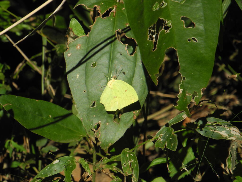 Ein gelber Schmetterling auf einem Blatt