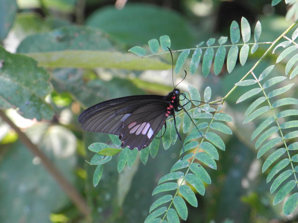 Ein Schmetterling auf dem R&uuml;ckweg des oberen Rundgangs