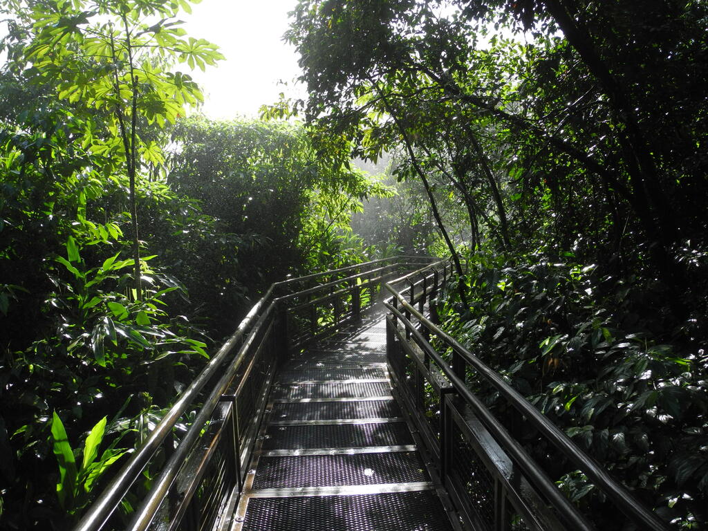 Unterer Runfgang im Wald und Spr&uuml;hnebel