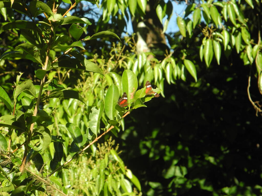 Schmetterlinge im Geb&uuml;sch