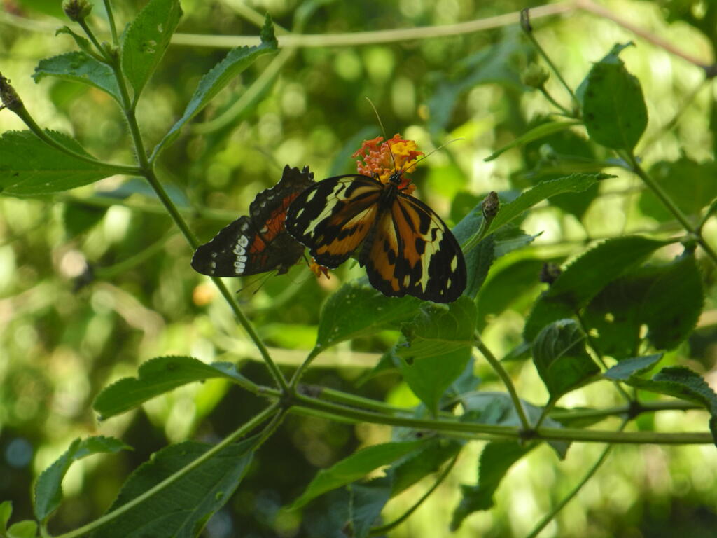 Zwei unterschiedliche Schmetterlinge an einer Bl&uuml;te