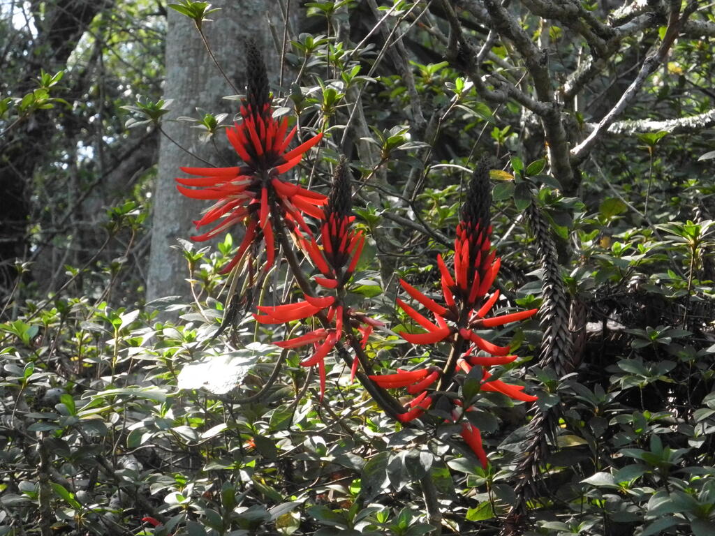 Rote Bl&uuml;ten an einem Strauch in der Mina Santa Catalina