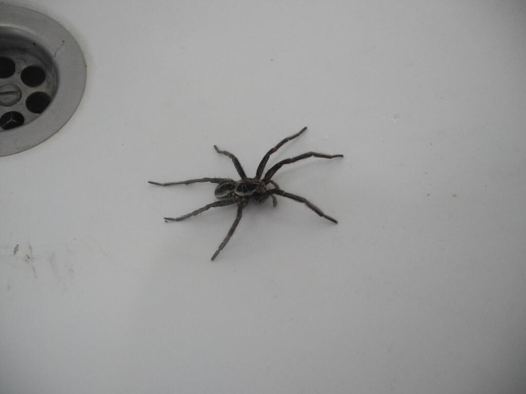 Vogelspinne im Waschbecken auf dem Campingplatz bei Montevideo