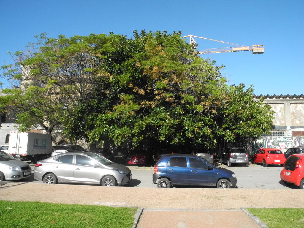 Ein gro&szlig;er Gummibaum in Montevideo