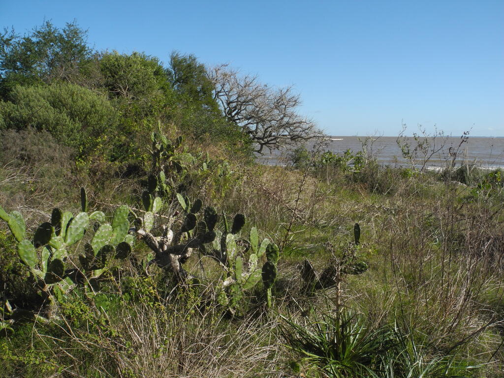 Die K&uuml;ste an der Punta Espinillo