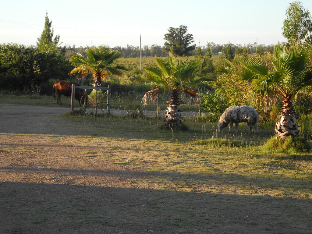 Tiere auf dem Campingplatz: Lama und Kuh am Morgen