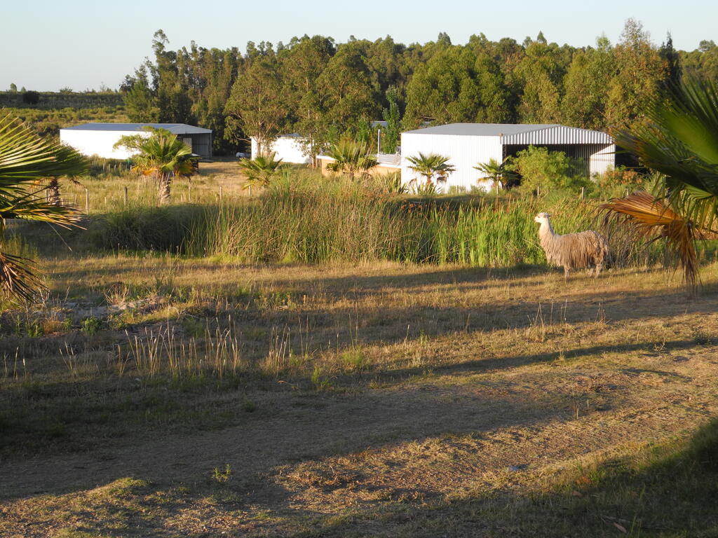 Tiere auf dem Campingplatz: noch ein Lama am Morgen