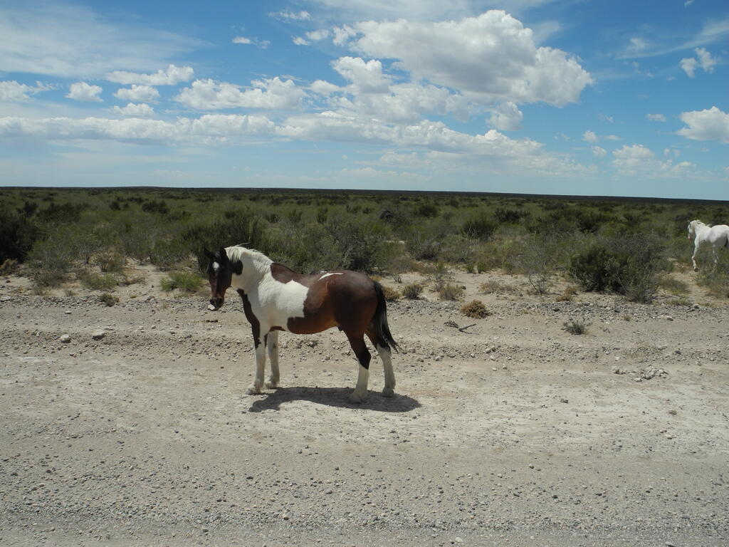 Pferd auf der Stra&szlig;e