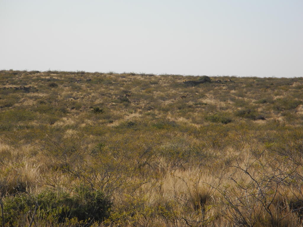 Mina Gonzalito, Suchbild mit Guanacos
