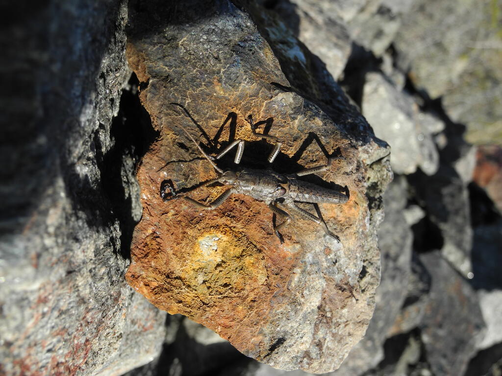 Mina Gonzalito, Insekt zwischen den Steinen