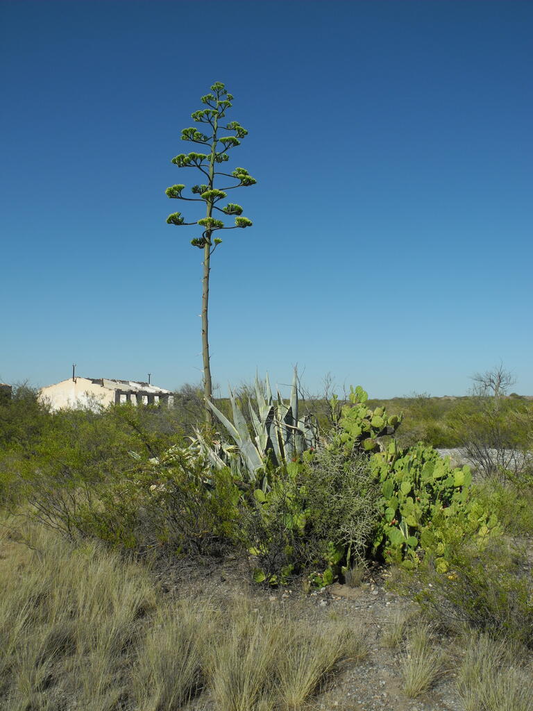 Mina Gonzalito, riesige Agavenbl&uuml;te in der alten Siedlung