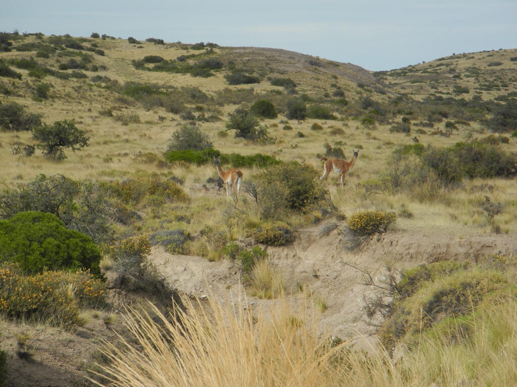 Guanacos an der Stra&szlig;e