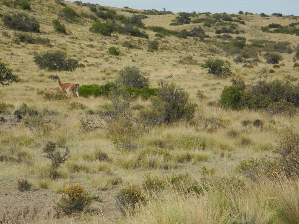 Guanacos an der Stra&szlig;e