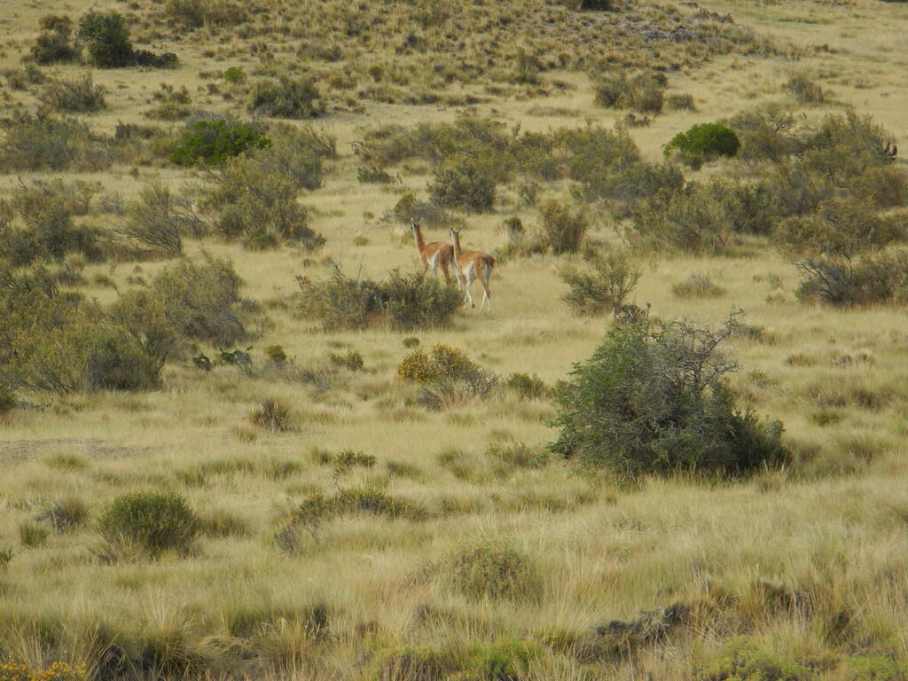 Guanacos an der Stra&szlig;e