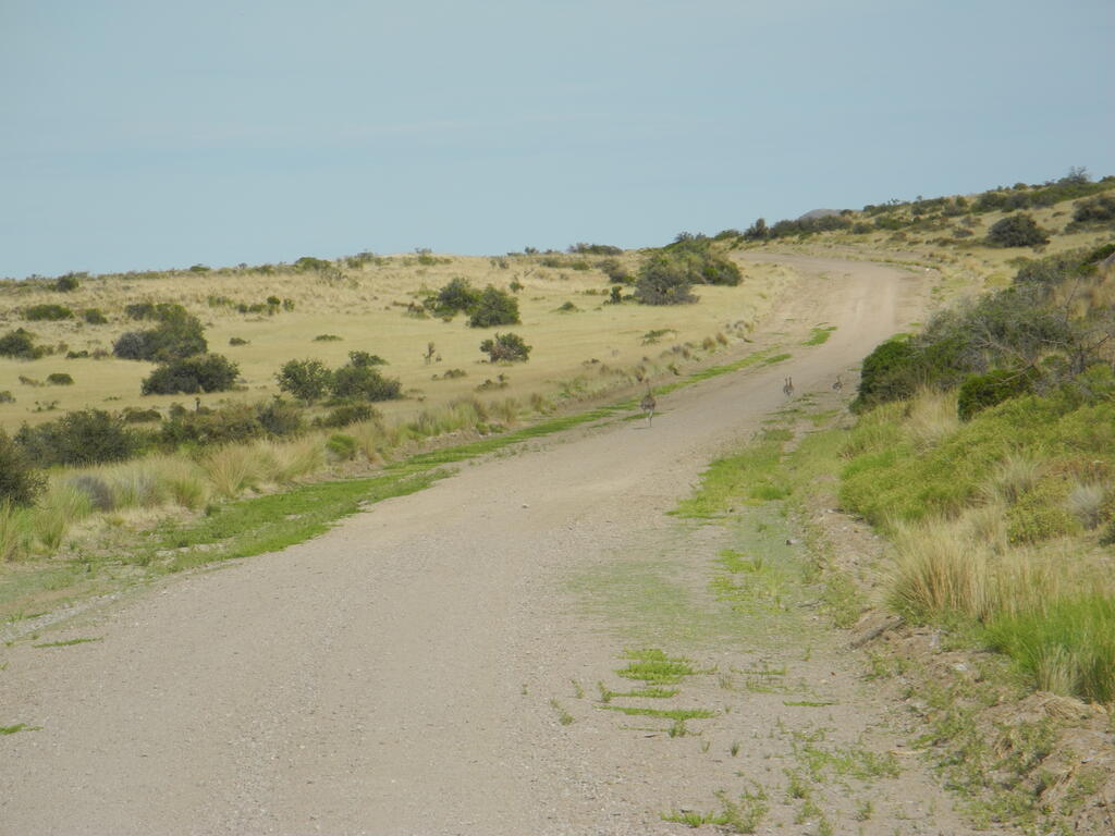 Choiques auf der Stra&szlig;e