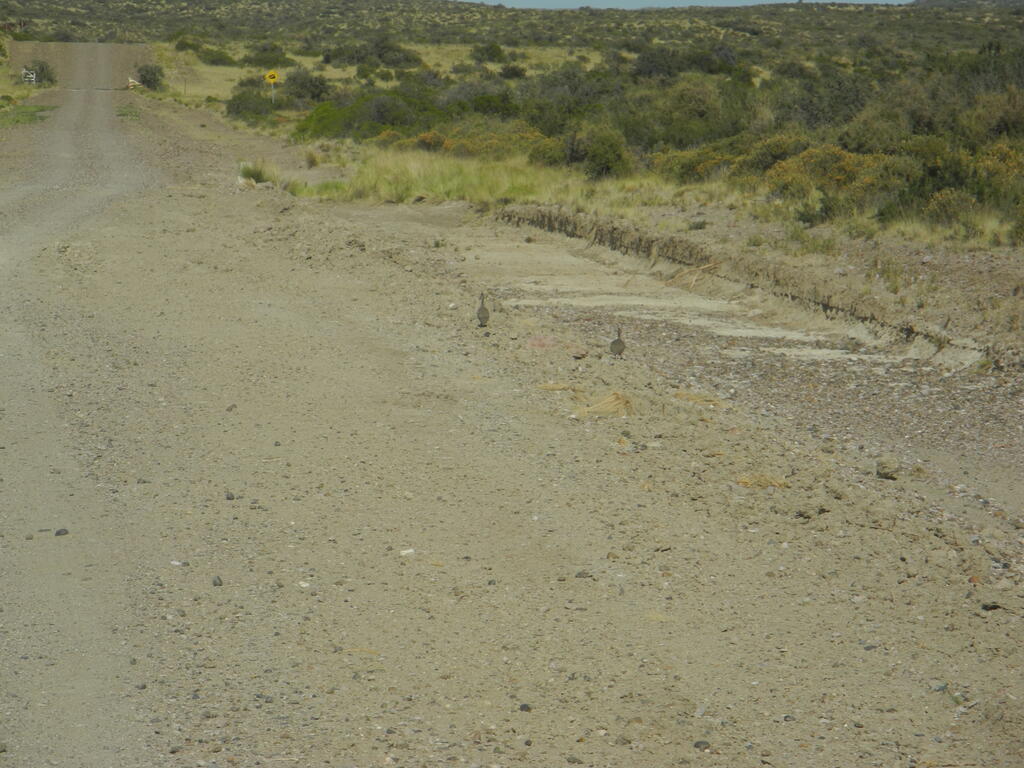 Martinetas an der Stra&szlig;e