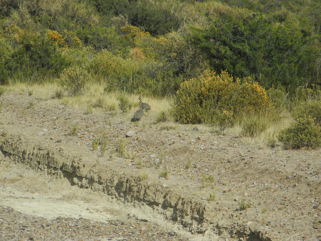 Martinetas an der Stra&szlig;e