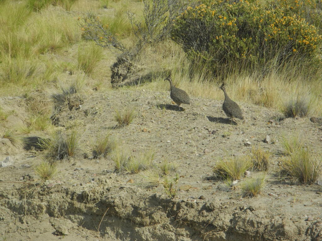 Martinetas an der Stra&szlig;e