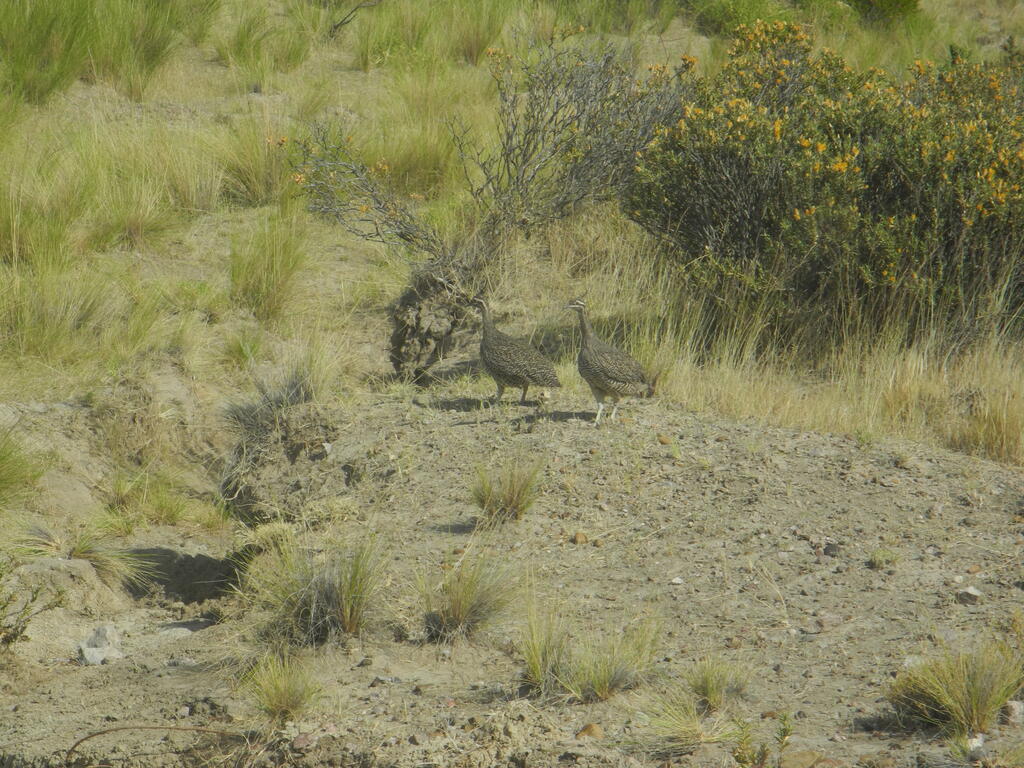 Martinetas an der Stra&szlig;e