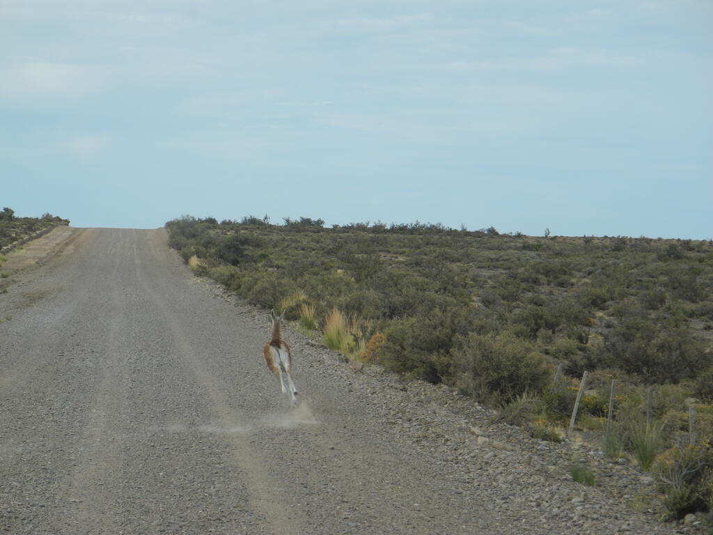 Guanaco auf der Stra&szlig;e