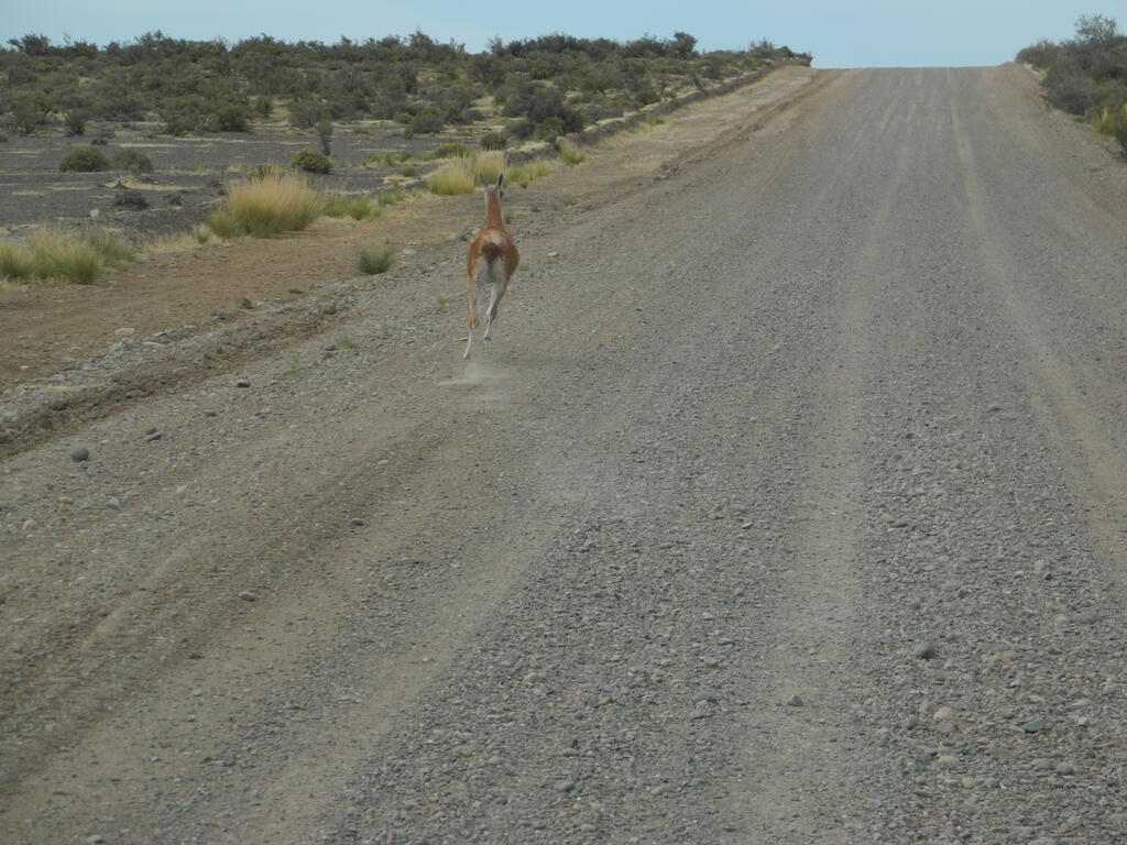 Guanaco auf der Stra&szlig;e