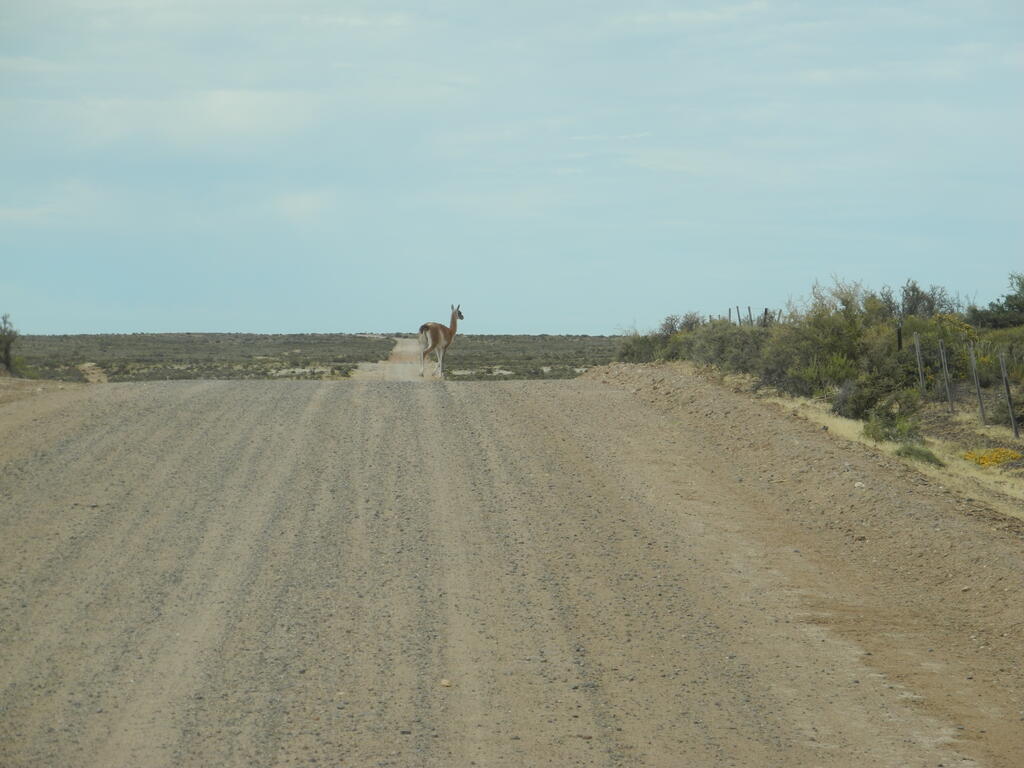 Guanaco auf der Stra&szlig;e
