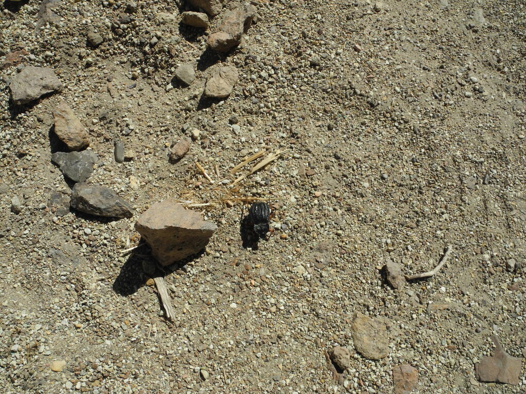 Gro&szlig;er K&auml;fer