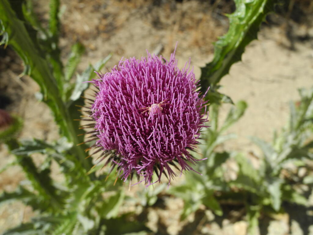 Bl&uuml;te mit Falle