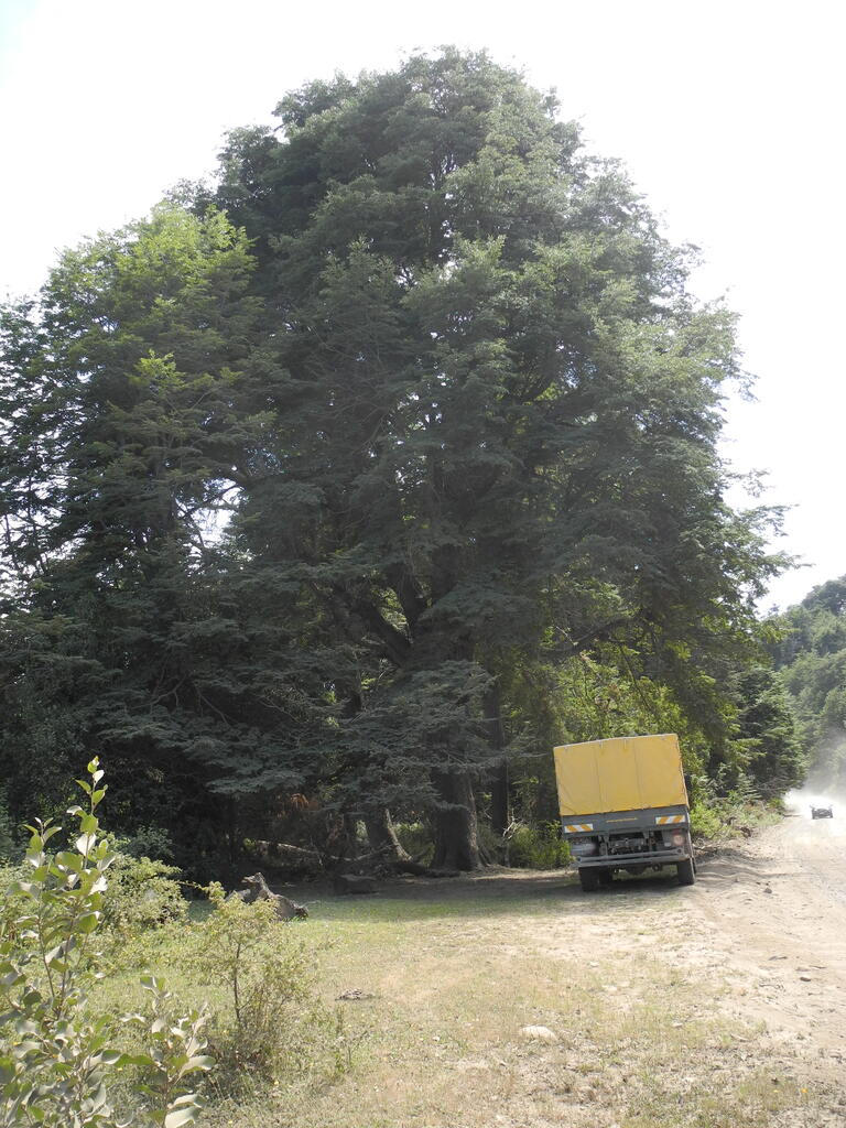 S&uuml;dbuche im Nationalpark