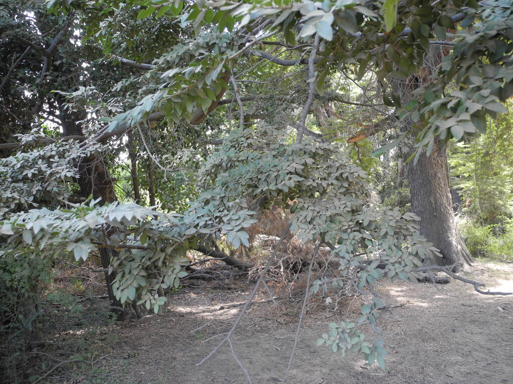 Bl&auml;tter der S&uuml;dbuche