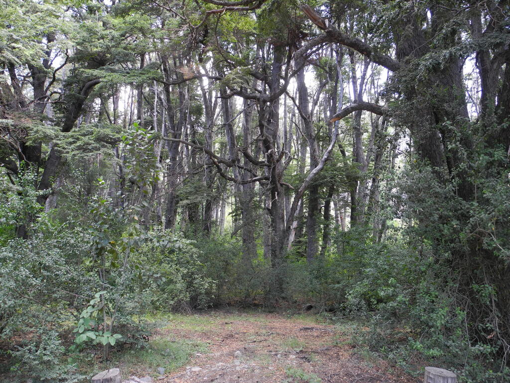 Gro&szlig;e B&auml;ume