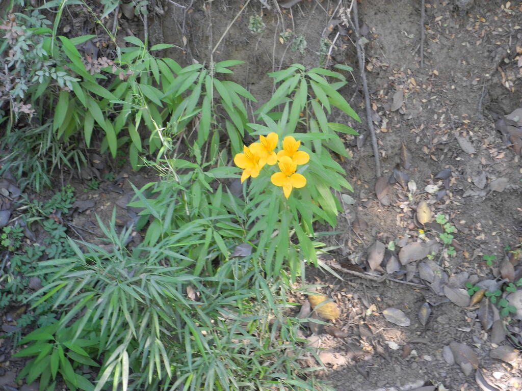 H&uuml;bsche Bl&uuml;te am Stra&szlig;enrand