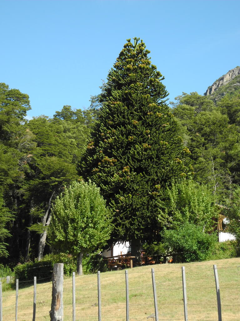 Araukarie in der N&auml;he der Cascada Los Alerces