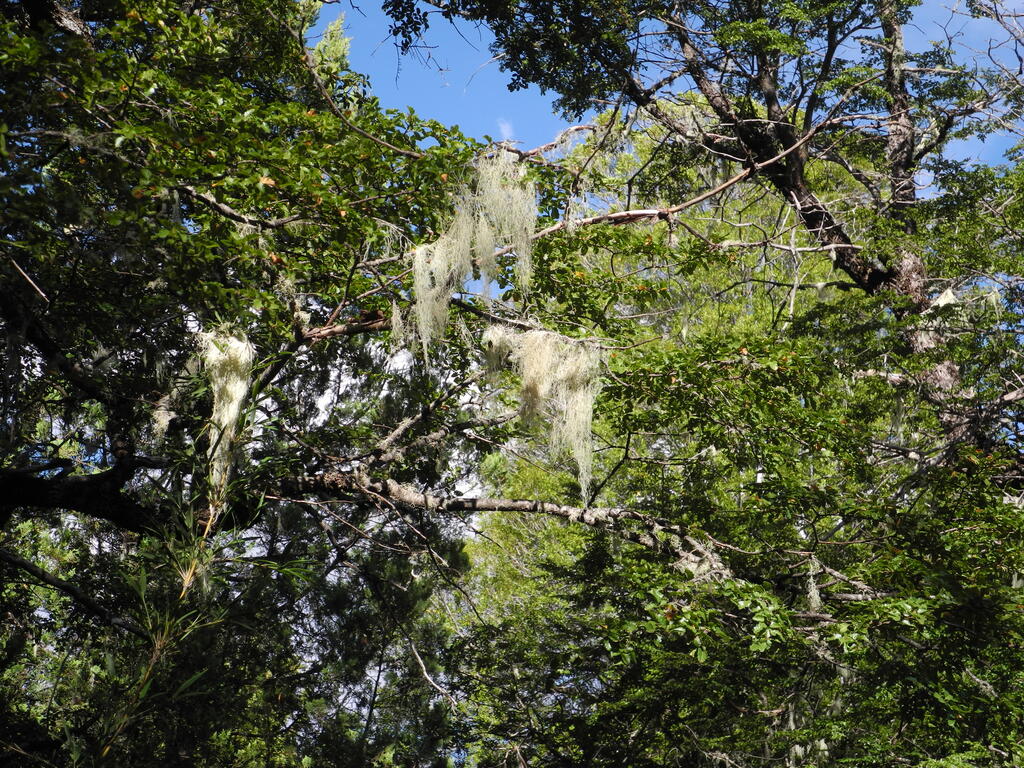 Flechten und Moose in den B&auml;umen