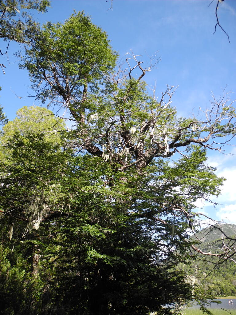 Flechten und Moose in den B&auml;umen